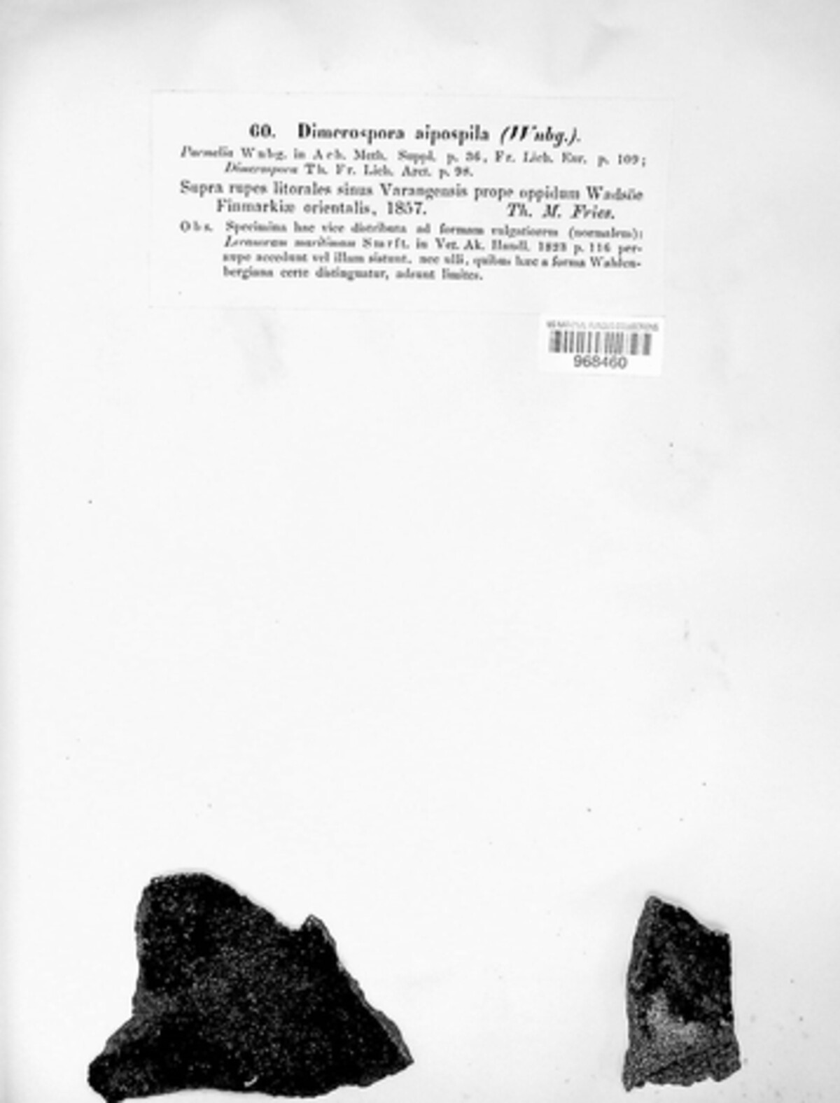 Lecania aipospila image